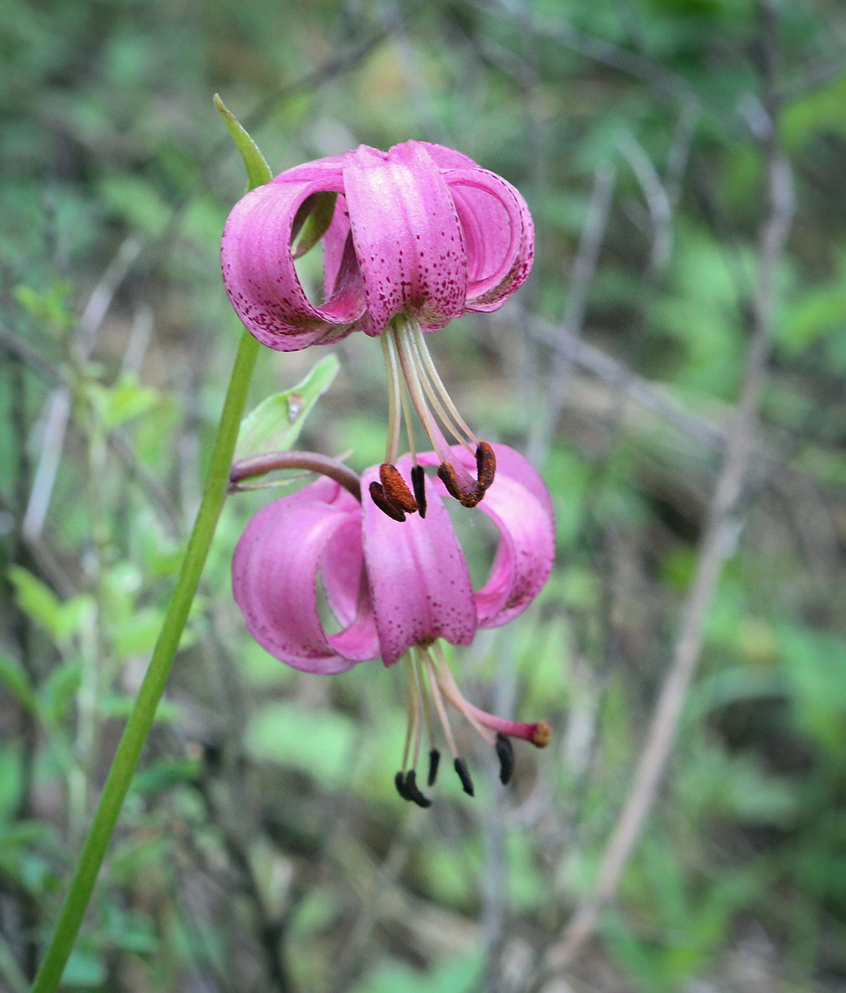 Image of Lilium pilosiusculum specimen.