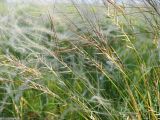 Stipa pennata. Верхушки генеративных побегов плодоносящего растения с отделяющимися зерновками. Ульяновская обл., Мелекесский р-н, окр. с. Рязаново, береговой склон Черемшанского залива Куйбышевского водохранилища, остепнённый луг. 03.06.2023.