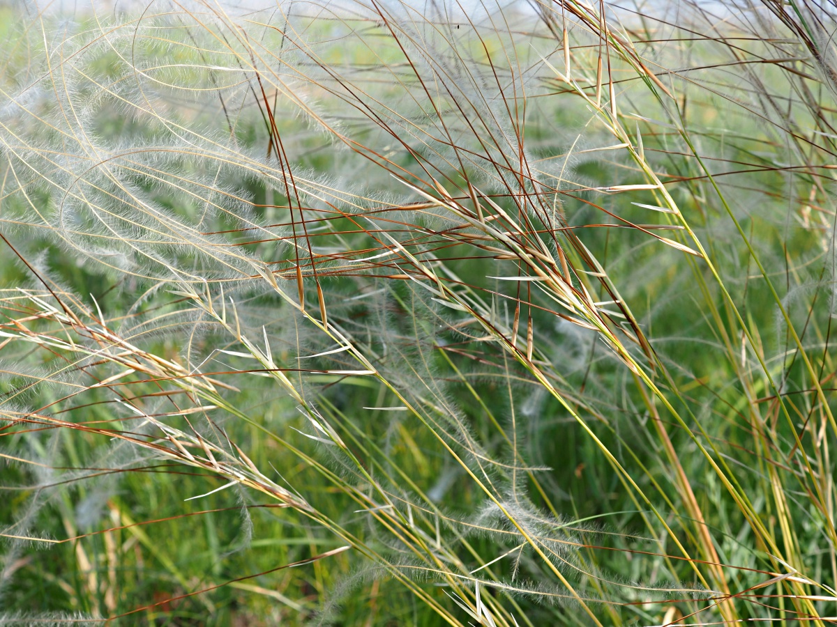 Изображение особи Stipa pennata.