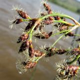 Schoenoplectus tabernaemontani