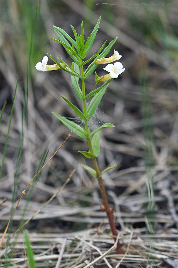 Изображение особи Gratiola officinalis.