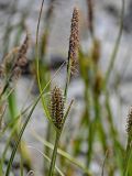 genus Carex. Верхушка побега с соцветиями. Киргизия, Ошская обл., Памир, Заалайский хр., долина р. Ачик-Таш, ≈ 3600 м н.у.м., каменистый берег ледникового озера, у воды. 08.07.2022.