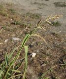 Echinochloa crus-galli. Верхушка плодоносящего растения. Республика Адыгея, окраина пос. Каменномостский, окр. турбазы \"Солнечная\", обочина дороги. 18 августа 2023 г.