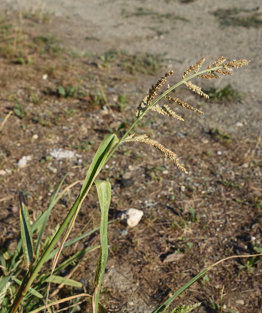 Изображение особи Echinochloa crus-galli.