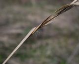 Stipa capillata