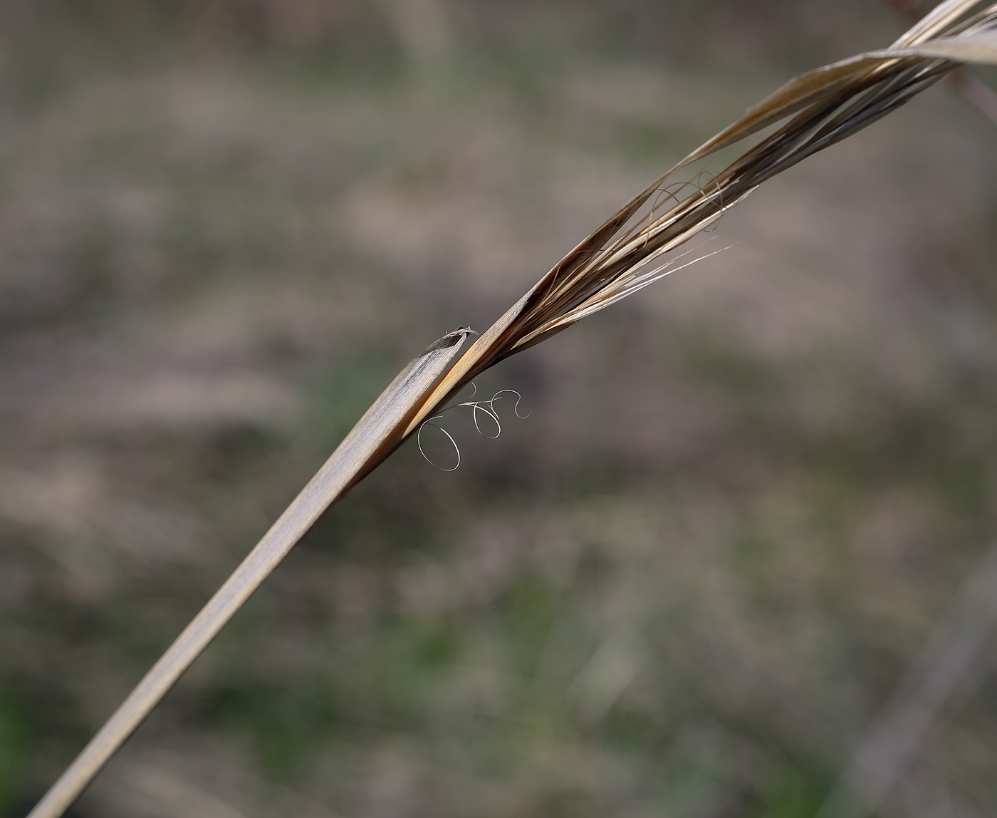 Image of Stipa capillata specimen.