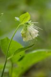 Symphytum grandiflorum. Верхушка побега с соцветием. Краснодарский край, Апшеронский р-н, окр. хут. Гуамка, опушка широколиственного леса. 29.04.2024.