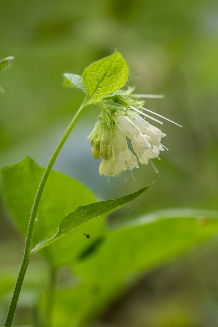 Изображение особи Symphytum grandiflorum.