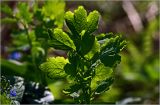 Chelidonium majus. Молодые листья на верхушке растения. Московская обл., Раменский р-н, окр. дер. Хрипань, садовый участок. 01.05.2024.