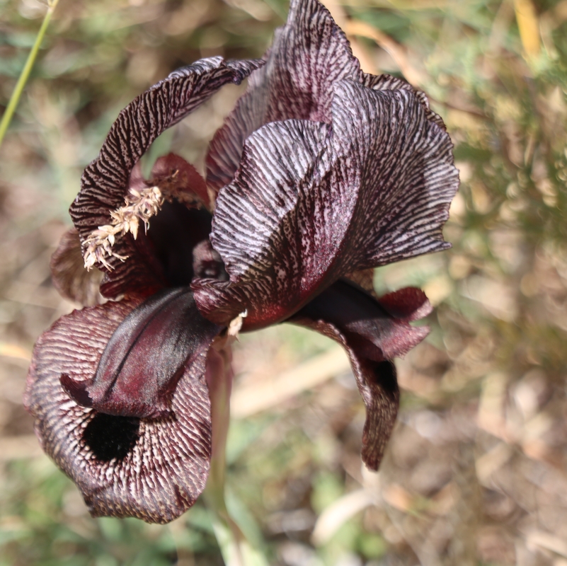 Image of Iris lycotis specimen.