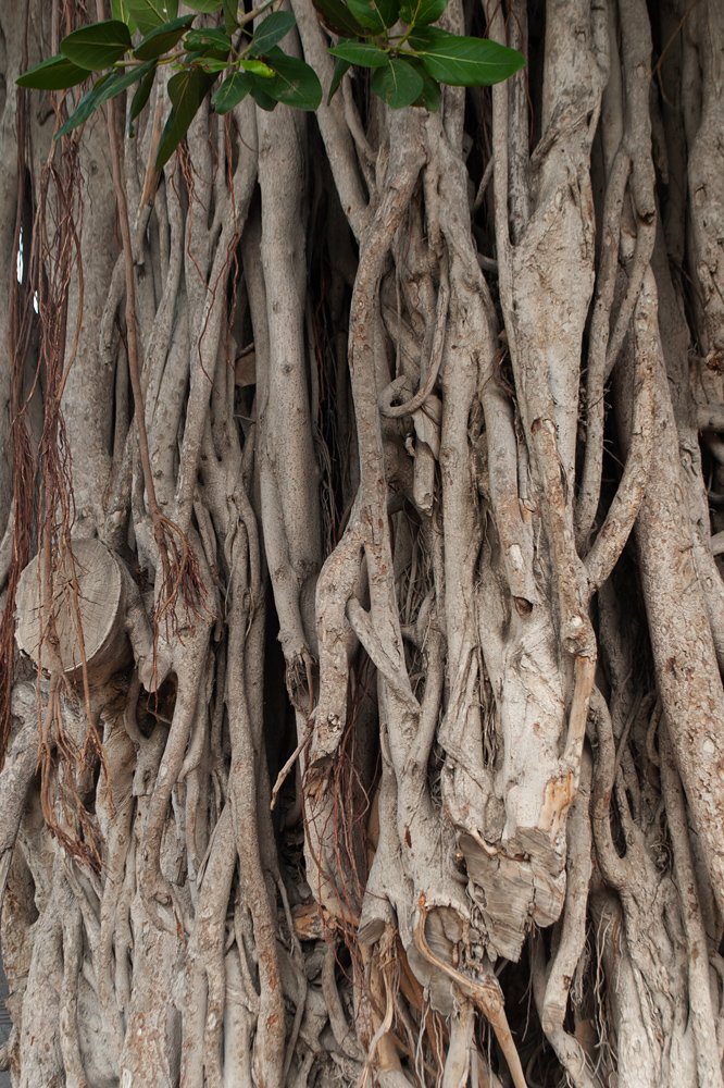 Image of genus Ficus specimen.