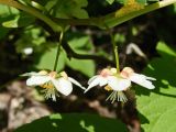 Actinidia kolomikta