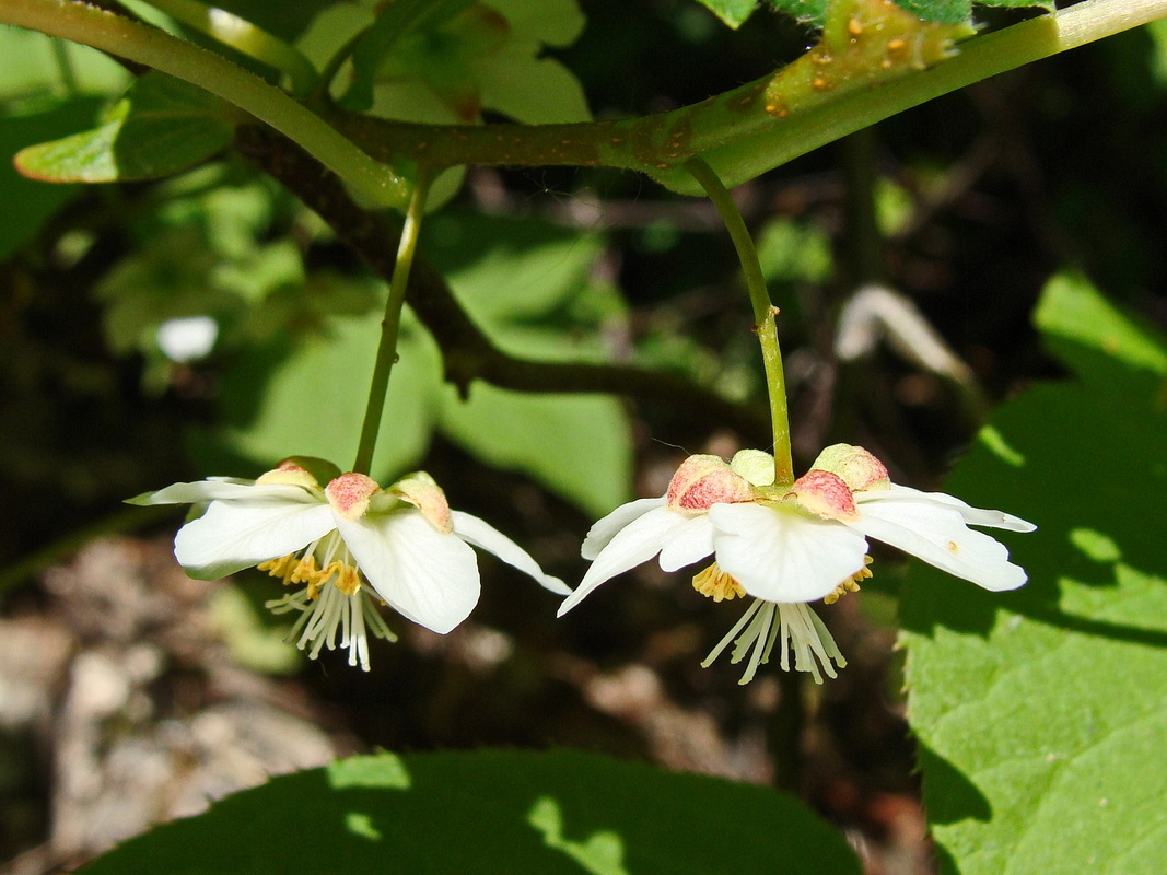Image of Actinidia kolomikta specimen.