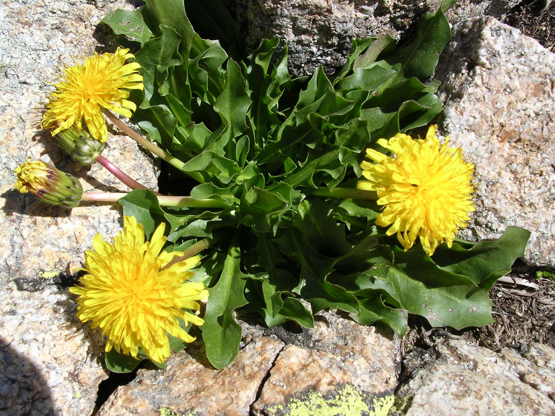 Изображение особи Taraxacum stevenii.