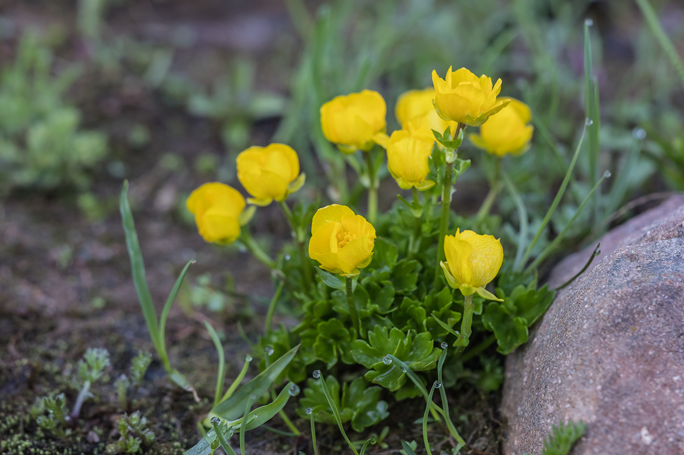 Image of Ranunculus brachylobus specimen.