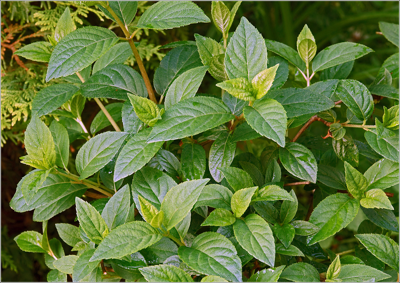 Image of Hydrangea paniculata specimen.