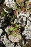 Geranium robertianum