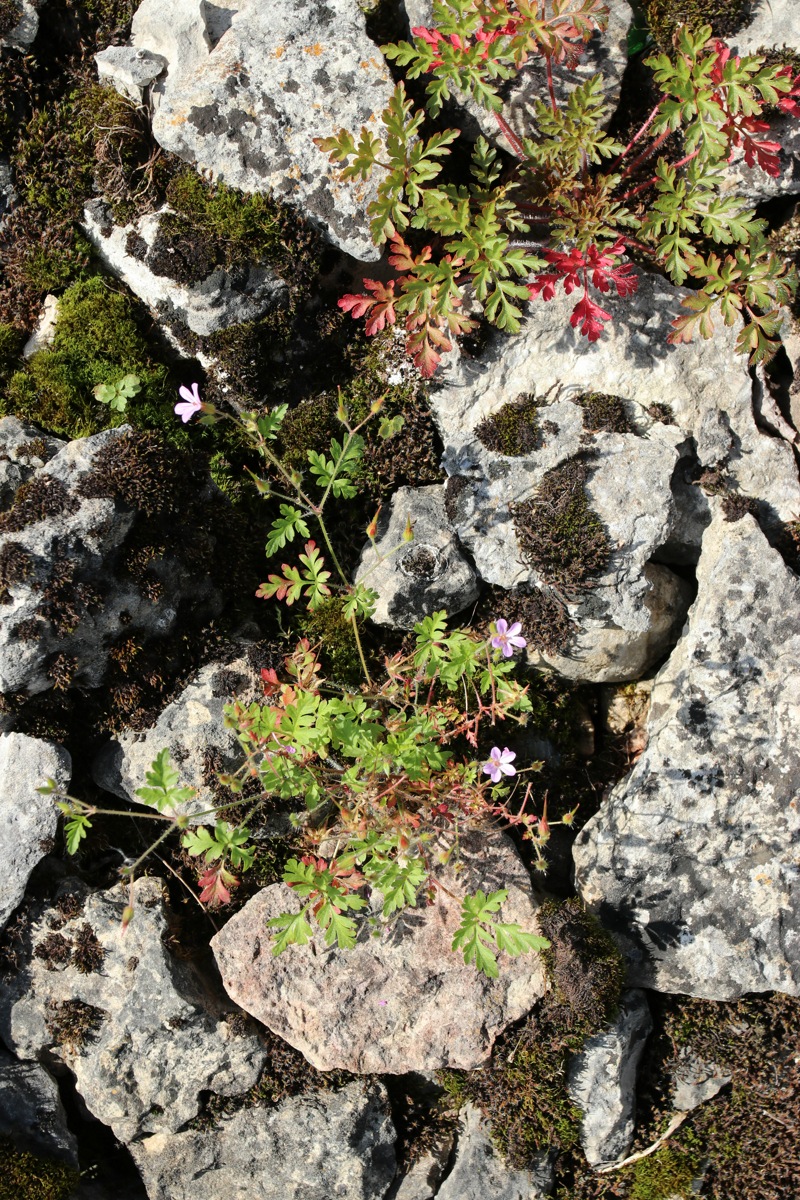 Image of Geranium robertianum specimen.