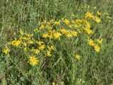 Senecio jacobaea