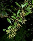 Pyracantha crenulata