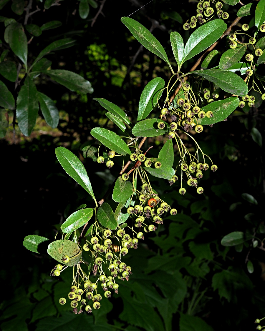 Image of Pyracantha crenulata specimen.