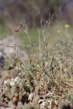Lathyrus setifolius. Цветущие растения. Крым, Севастополь, Байдарская дол., можжевеловое редколесье. 29.04.2025.