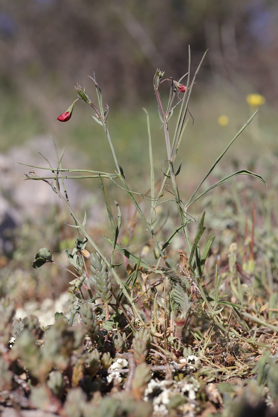Image of Lathyrus setifolius specimen.