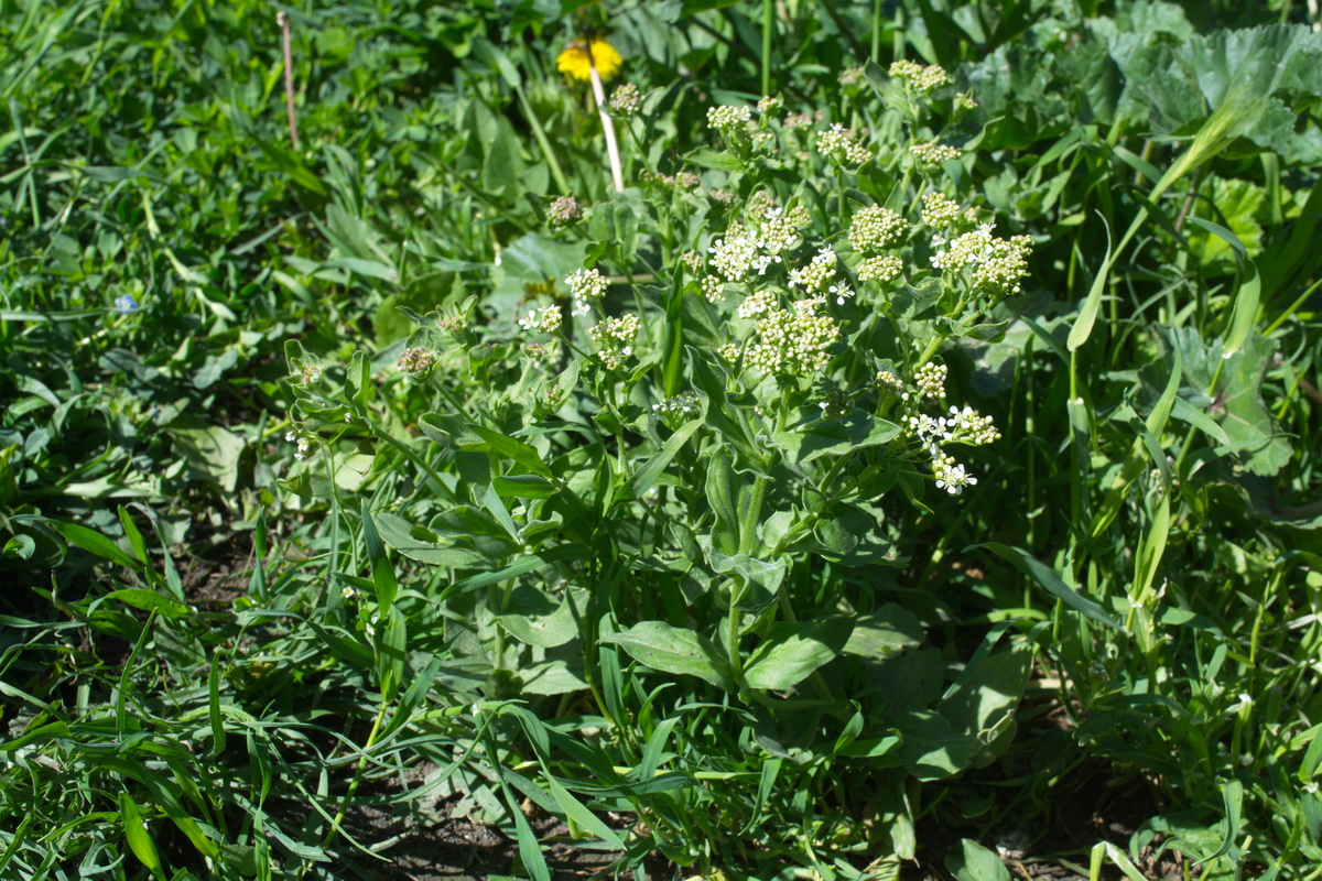 Image of Cardaria draba specimen.