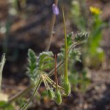 Erodium ciconium