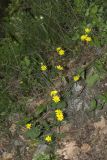 Crepis pulchra