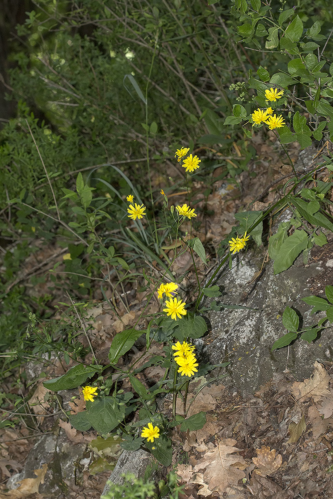 Image of Crepis pulchra specimen.