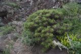 genus Astragalus