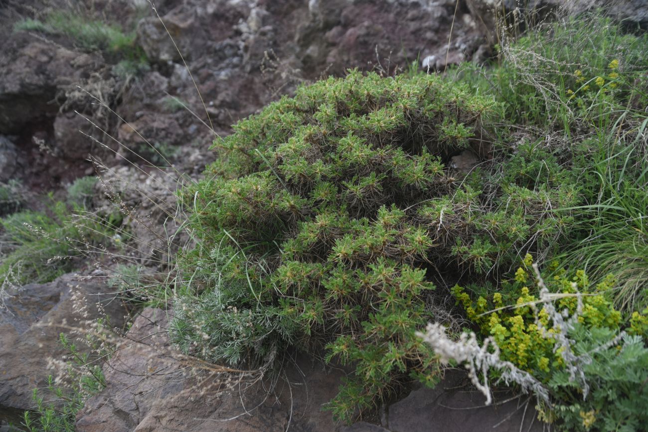Image of genus Astragalus specimen.
