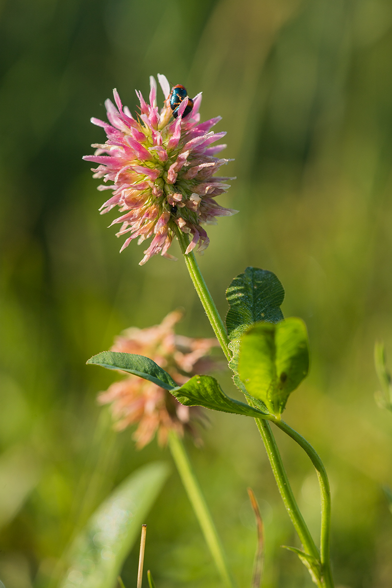 Image of Trifolium hybridum specimen.