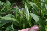 Chorispora tenella