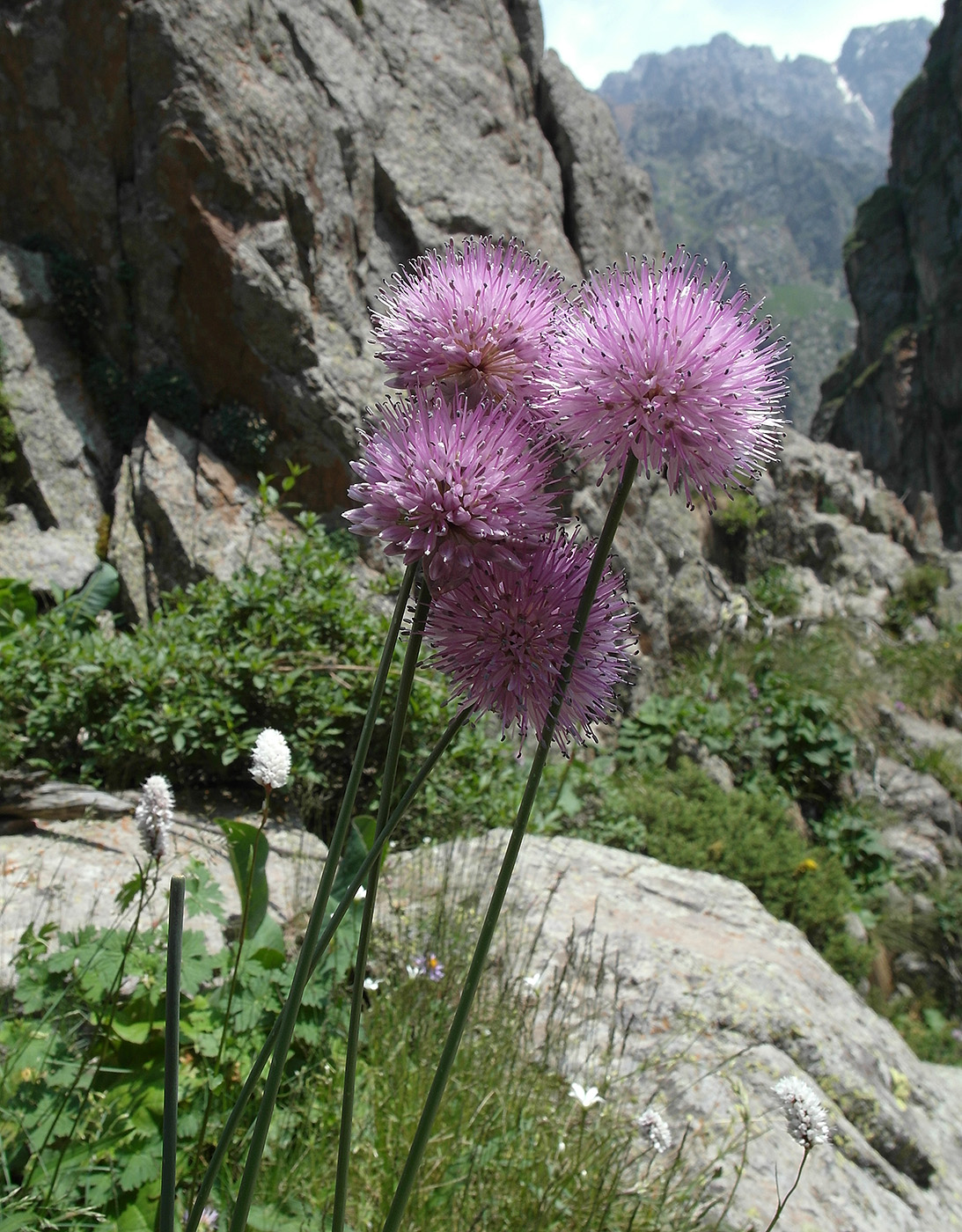 Image of Allium platyspathum specimen.