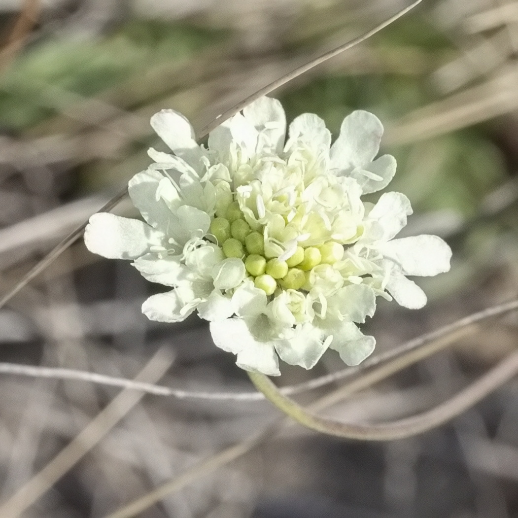 Изображение особи Scabiosa ochroleuca.