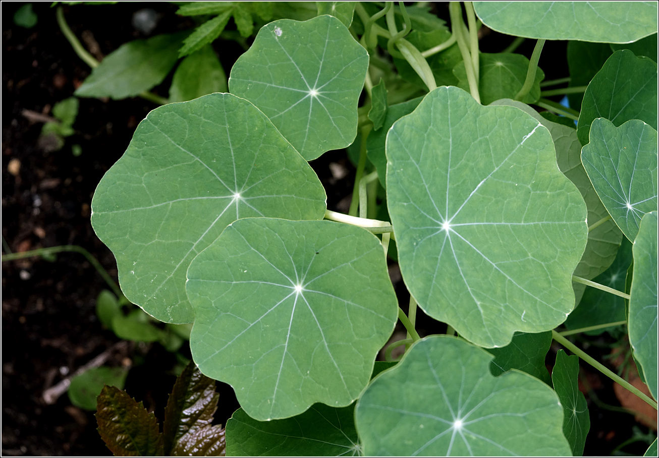 Изображение особи Tropaeolum majus.