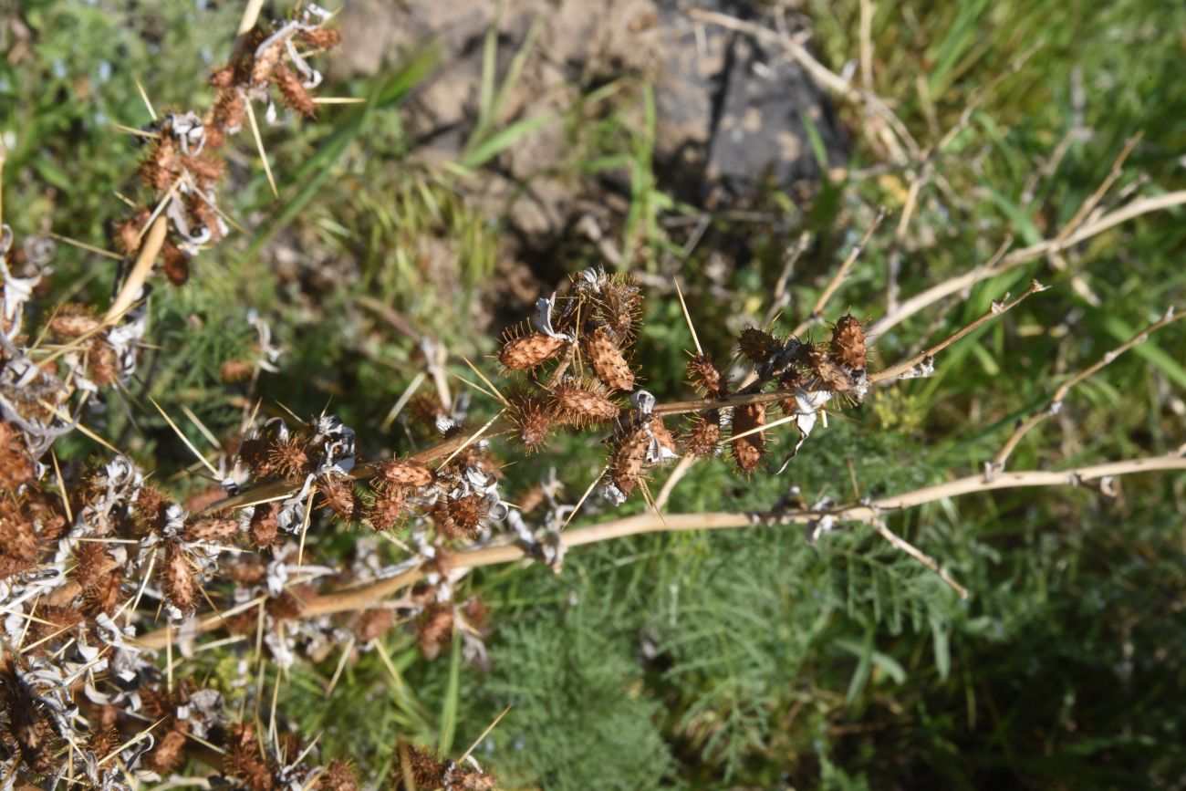 Image of Xanthium spinosum specimen.
