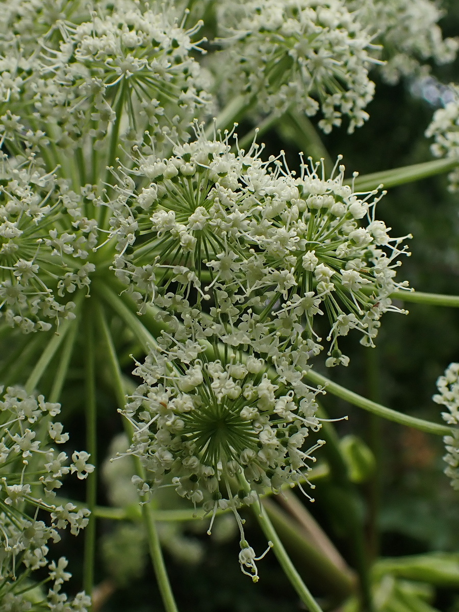 Image of Angelica dahurica specimen.