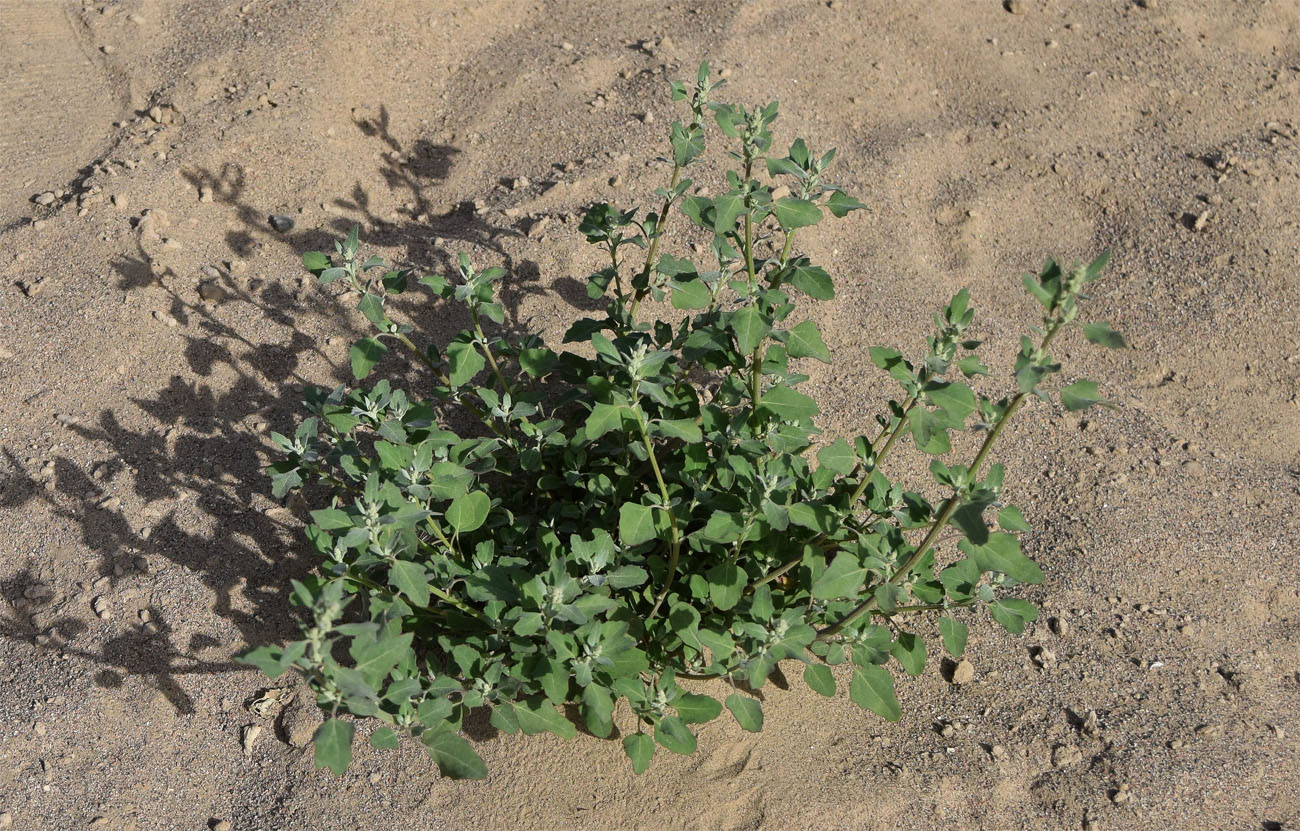 Image of Chenopodium album specimen.