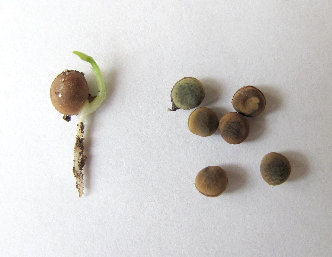 Image of Vicia sepium specimen.