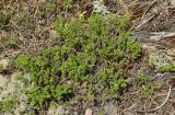 Thymus serpyllum. Вегетирующее растение. Витебская обл., окр. дер. Сурмино, оз, сухой кустарничково-зеленомо-лишайниковый сосняк на песке, зарастающая вырубка. 14.06.2025.