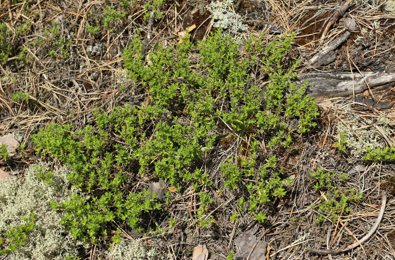 Изображение особи Thymus serpyllum.