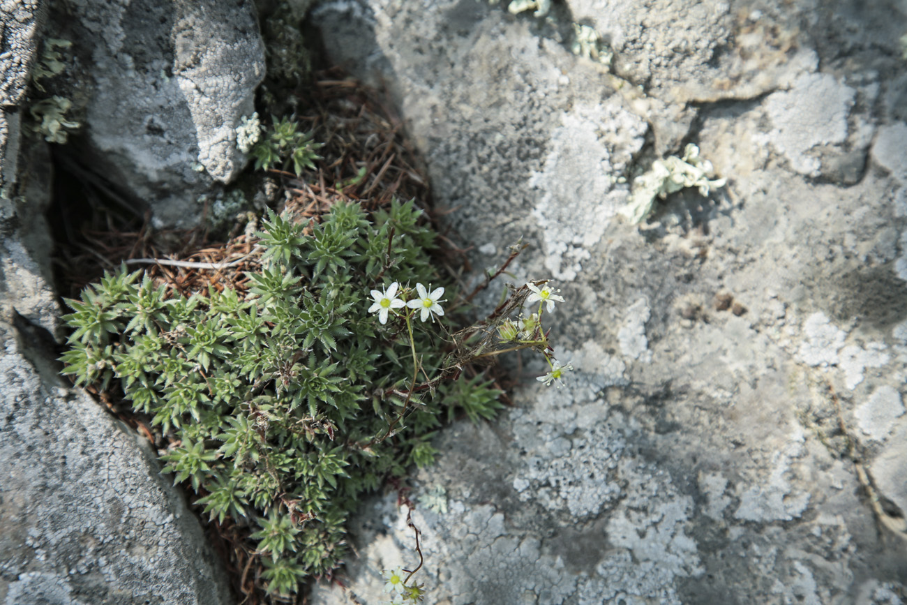 Изображение особи Saxifraga bronchialis.