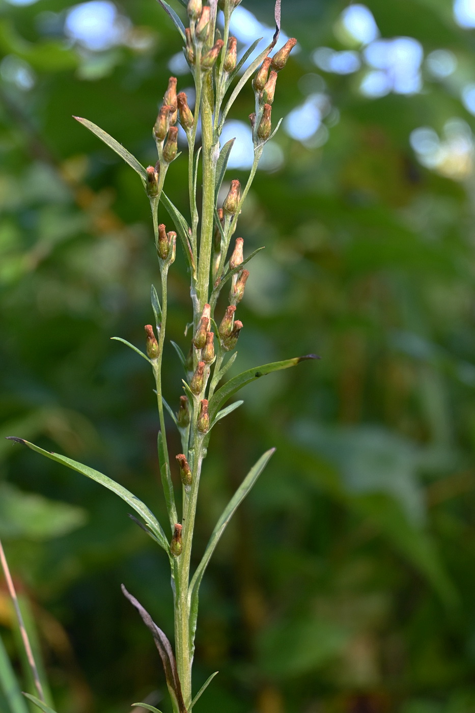 Изображение особи Omalotheca sylvatica.