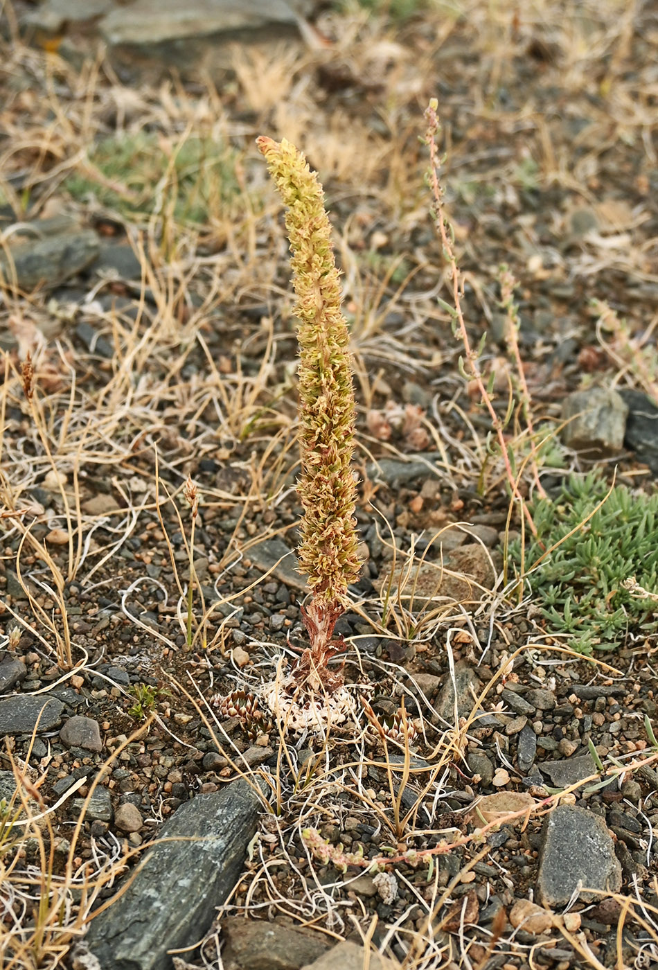 Image of Orostachys spinosa specimen.
