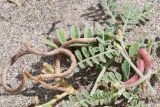 Astragalus ophiocarpus