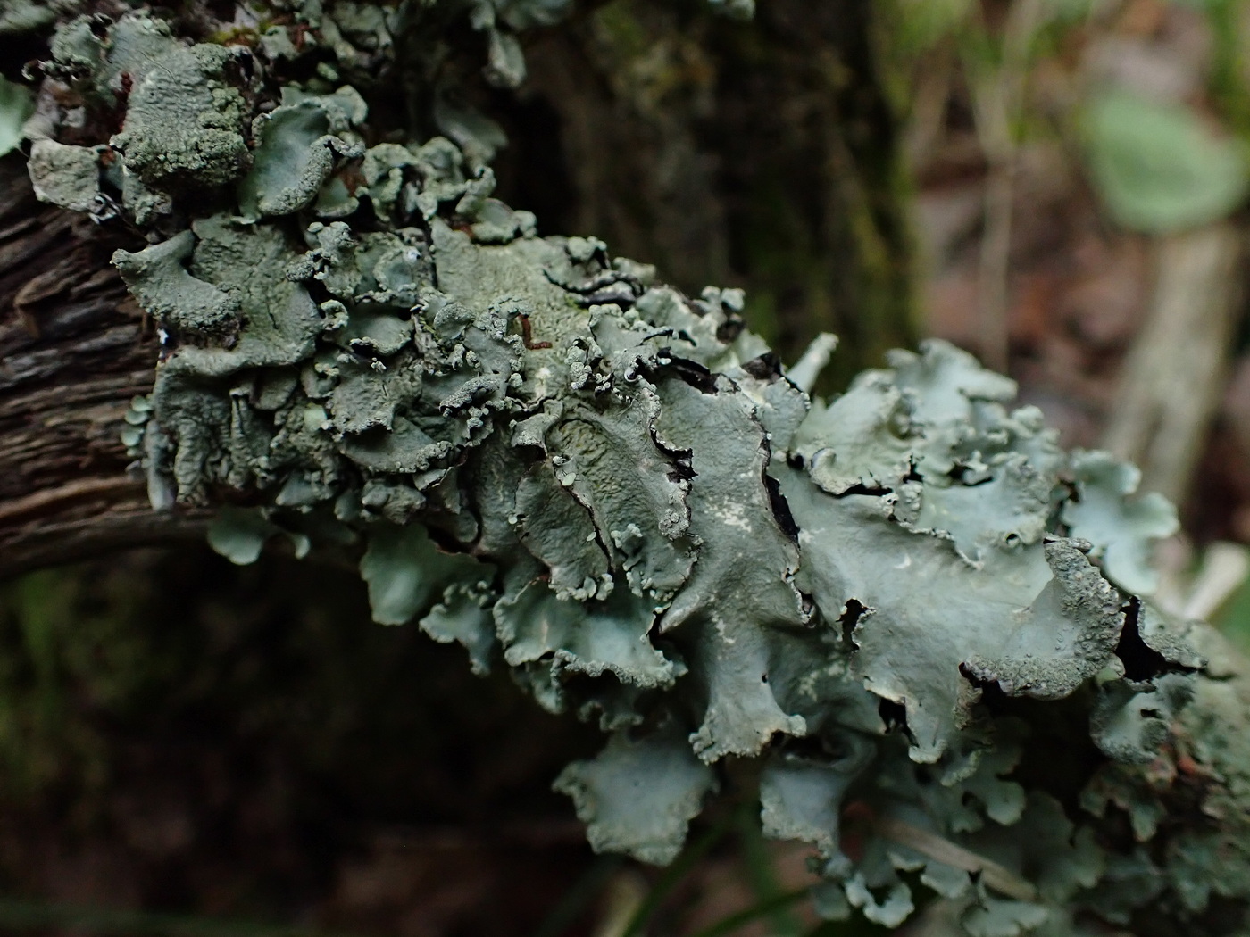 Image of Parmotrema perlatum specimen.