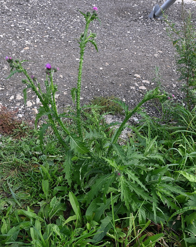 Image of Carduus acanthoides specimen.
